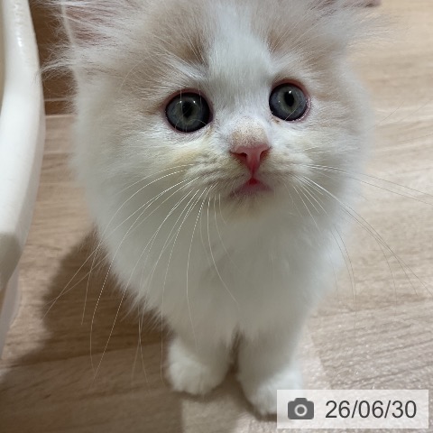 ラガマフィンの写真