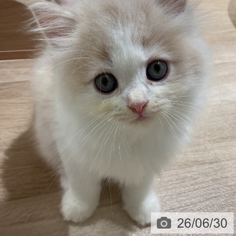 ラガマフィンの写真