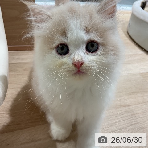 三重県のラガマフィン (ペットプラス 鈴鹿店/2026年4月30日生まれ/男の子/クリームタビーホワイト)の子猫の4枚目の画像