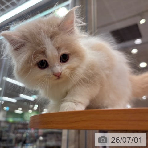 大阪府のラガマフィン (ペットプラス イオン大日店/2026年4月30日生まれ/女の子/クリームタビーホワイト)の子猫の3枚目の画像