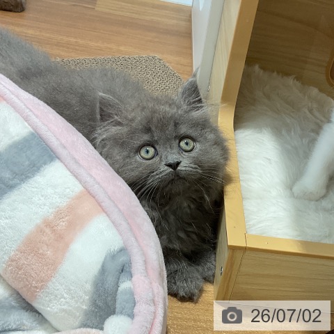 大阪府のラガマフィン (ペットプラス りんくう泉南店/2026年4月23日生まれ/女の子/ブルー)の子猫の4枚目の画像