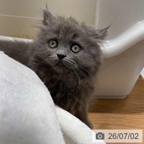 大阪府のラガマフィン (ペットプラス りんくう泉南店/2026年4月23日生まれ/女の子/ブルー)の子猫の3枚目の画像