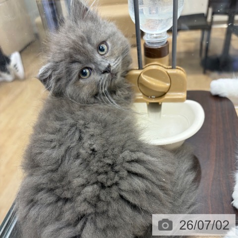 ラガマフィンの写真