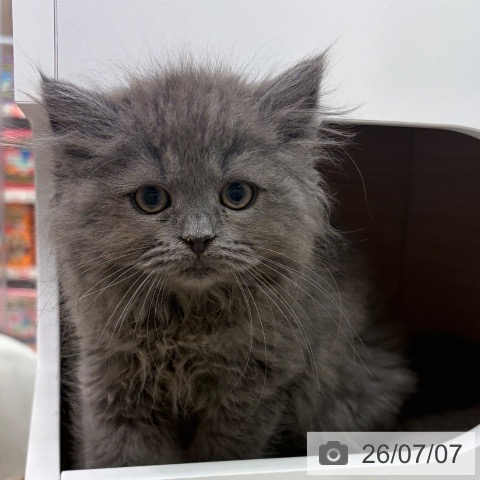 ラガマフィンの写真