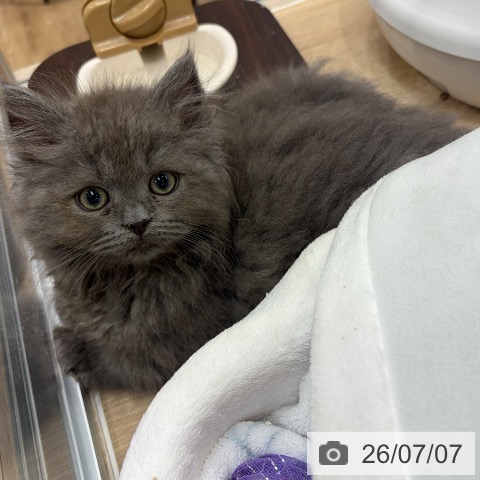 ラガマフィンの写真