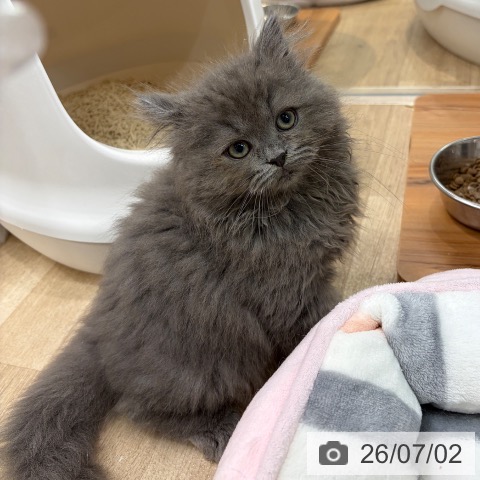 大阪府のラガマフィン (ペットプラス イオン大日店/2026年4月23日生まれ/女の子/ブルー)の子猫の4枚目の画像