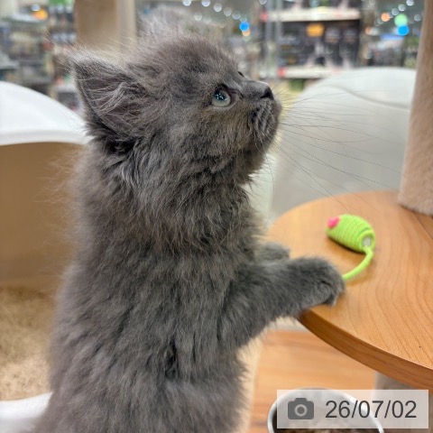 大阪府のラガマフィン (ペットプラス イオン大日店/2026年4月23日生まれ/女の子/ブルー)の子猫の3枚目の画像
