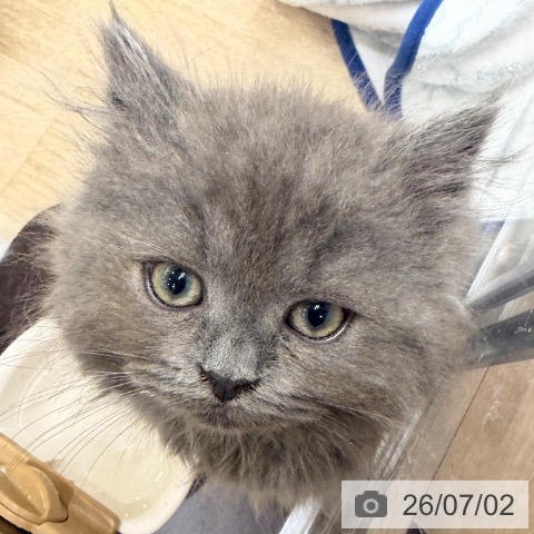 大阪府のラガマフィン (ペットプラス イオン大日店/2026年4月23日生まれ/女の子/ブルー)の子猫の3枚目の画像