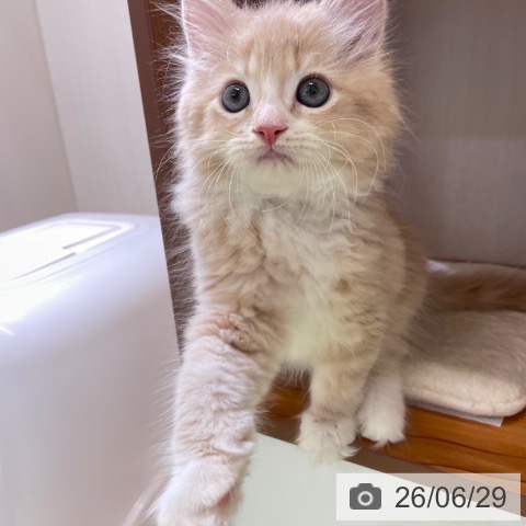 サイベリアンの写真