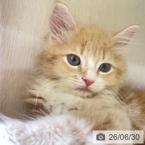 サイベリアンの写真