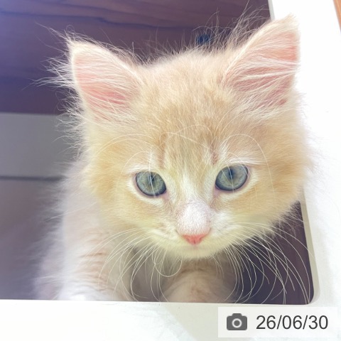 サイベリアンの写真