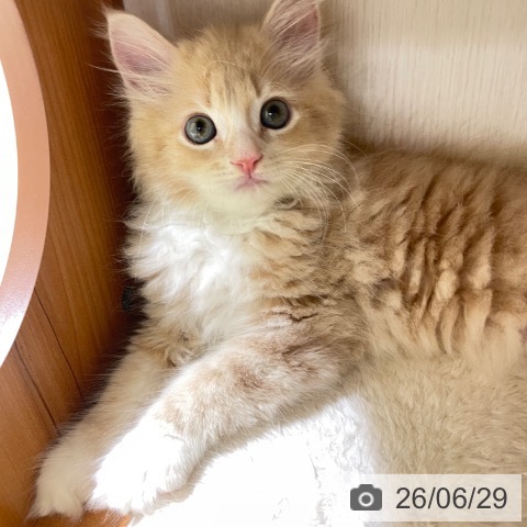 サイベリアンの写真