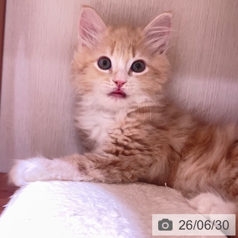 サイベリアンの写真