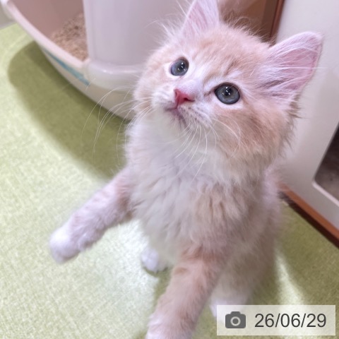 サイベリアンの写真