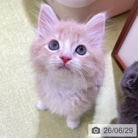 サイベリアンの写真