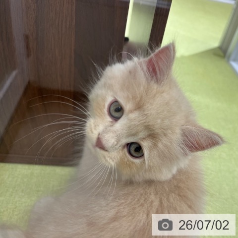 京都府のラガマフィン (ペットプラス 京都桂川店/2026年4月30日生まれ/男の子/クリームタビー)の子猫の3枚目の画像