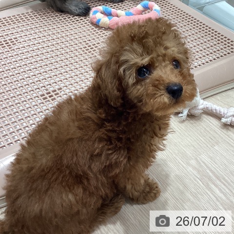 石川県のトイプードル(トイ) (ペットプラス 白山店/2026年5月1日生まれ/男の子/レッド)の子犬の3枚目の画像