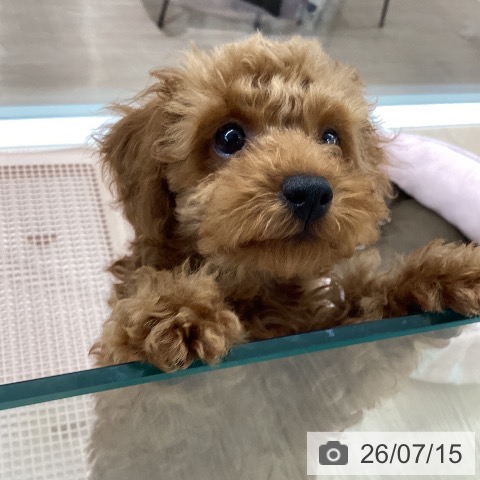 石川県のトイプードル(トイ) (ペットプラス 白山店/2026年5月1日生まれ/男の子/レッド)の子犬の3枚目の画像