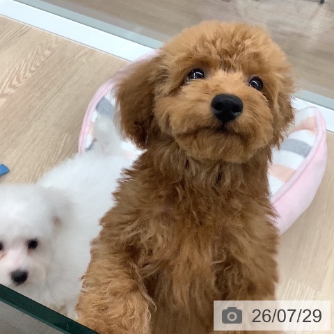 福井県のトイプードル(トイ) (ペットプラス 福井店/2026年5月1日生まれ/男の子/レッド)の子犬の4枚目の画像