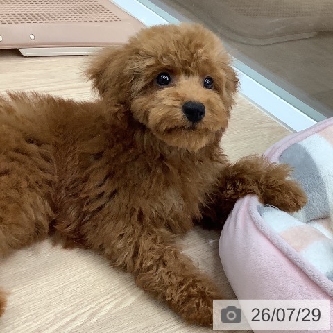 福井県のトイプードル(トイ) (ペットプラス 福井店/2026年5月1日生まれ/男の子/レッド)の子犬の3枚目の画像