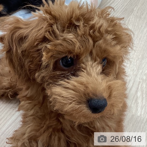 石川県のトイプードル(トイ) (ペットプラス かほく店/2026年5月1日生まれ/男の子/レッド)の子犬の3枚目の画像