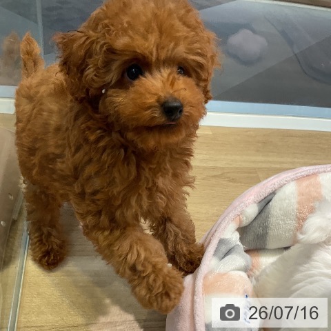 愛知県のトイプードル(トイ) (ペットプラス 岡崎店/2026年5月1日生まれ/男の子/レッド)の子犬の4枚目の画像