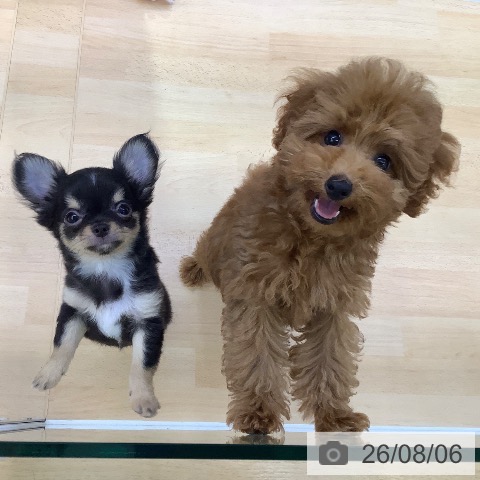 愛知県のトイプードル(トイ) (ペットプラス 三好店/2026年5月1日生まれ/男の子/レッド)の子犬の4枚目の画像