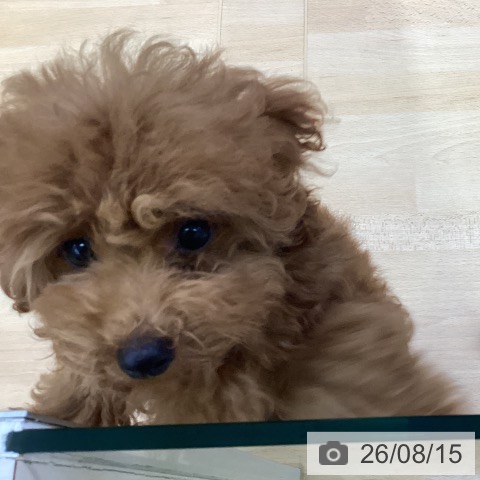 愛知県のトイプードル(トイ) (ペットプラス 三好店/2026年5月1日生まれ/男の子/レッド)の子犬の4枚目の画像