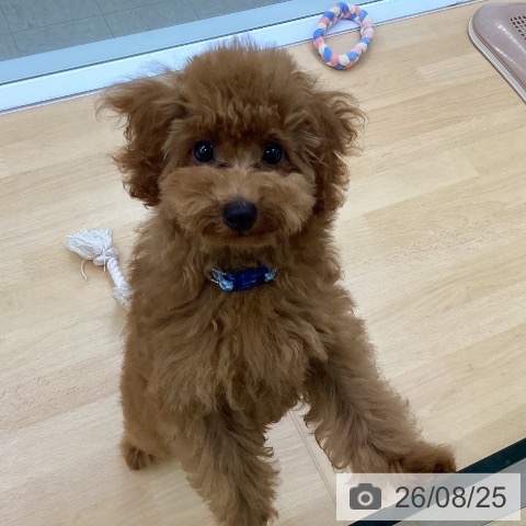 愛知県のトイプードル(トイ) (ペットプラス 三好店/2026年5月1日生まれ/男の子/レッド)の子犬の4枚目の画像