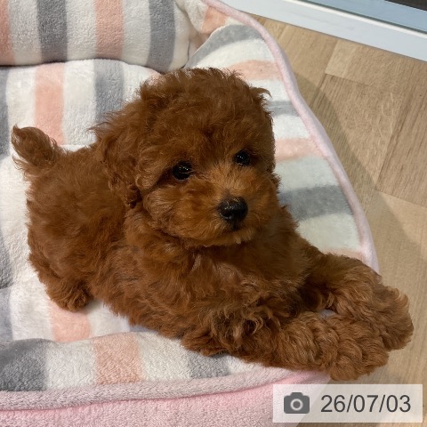 愛知県のトイプードル(トイ) (ペットプラス 岡崎店/2026年5月1日生まれ/男の子/レッド)の子犬の3枚目の画像