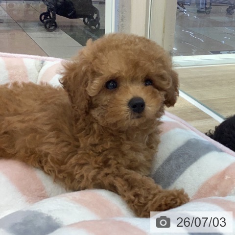 岐阜県のトイプードル(トイ) (ペットプラス 各務原店/2026年5月1日生まれ/女の子/レッド)の子犬の4枚目の画像