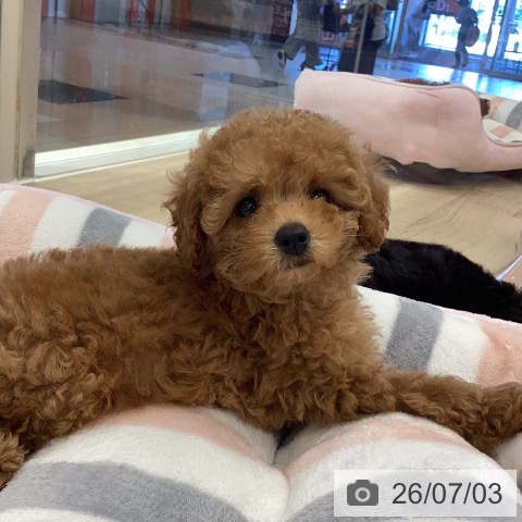 岐阜県のトイプードル(トイ) (ペットプラス 各務原店/2026年5月1日生まれ/女の子/レッド)の子犬の3枚目の画像