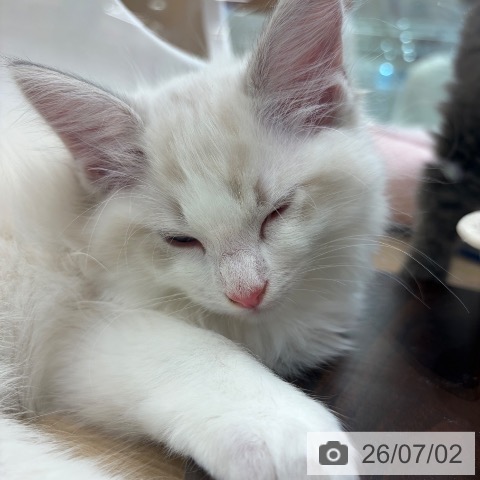 大阪府のラグドール (ペットプラス イオン大日店/2026年4月28日生まれ/男の子/ブルータビーポイントバイカラー)の子猫の4枚目の画像