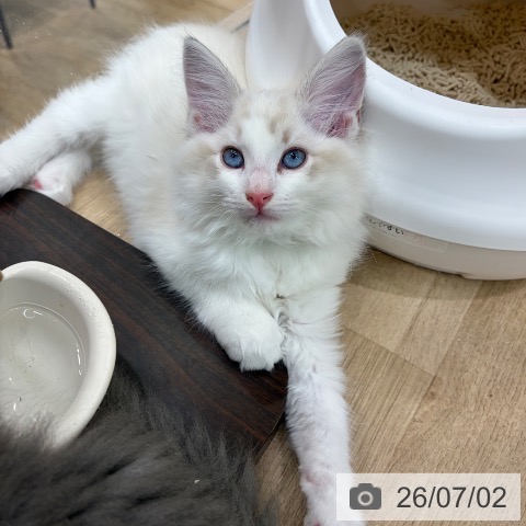大阪府のラグドール (ペットプラス イオン大日店/2026年4月28日生まれ/男の子/ブルータビーポイントバイカラー)の子猫の3枚目の画像