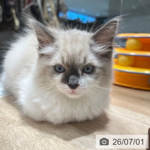 ラグドールの写真