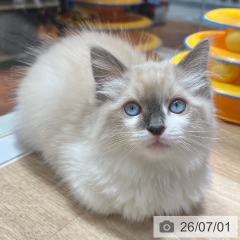 ラグドールの写真