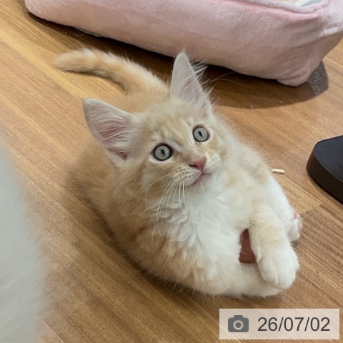 メインクーンの写真