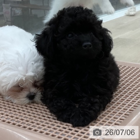 愛知県のトイプードル(トイ) (ペットプラス みなと店/2026年4月28日生まれ/男の子/ブラック)の子犬の3枚目の画像
