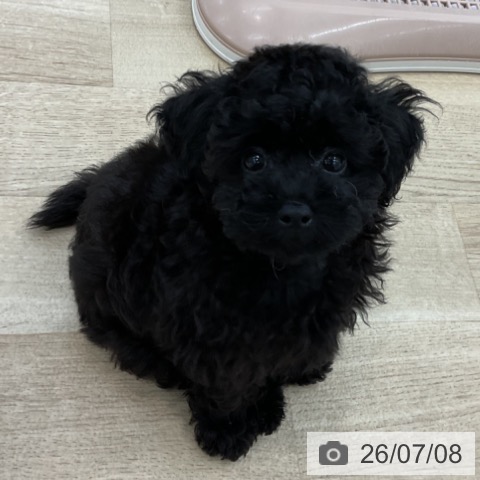 愛知県のトイプードル(トイ) (ペットプラス みなと店/2026年4月28日生まれ/男の子/ブラック)の子犬の3枚目の画像