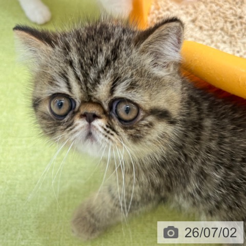 エキゾチックの写真