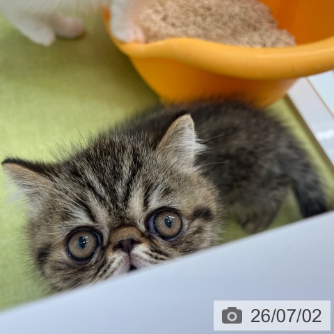エキゾチックの写真