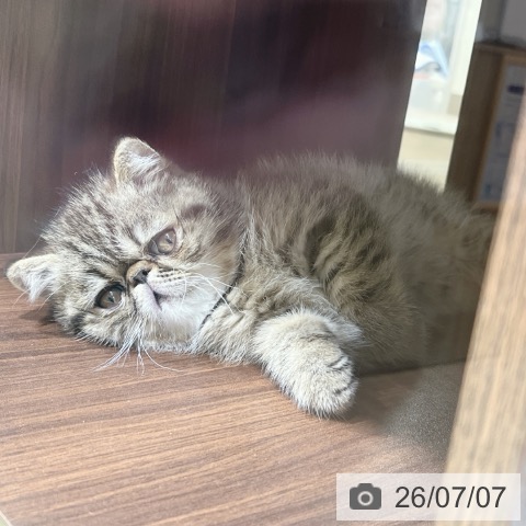 京都府のエキゾチック (ペットプラス 京都桂川店/2026年5月1日生まれ/男の子/ブラウンマッカレルタビー)の子猫の3枚目の画像
