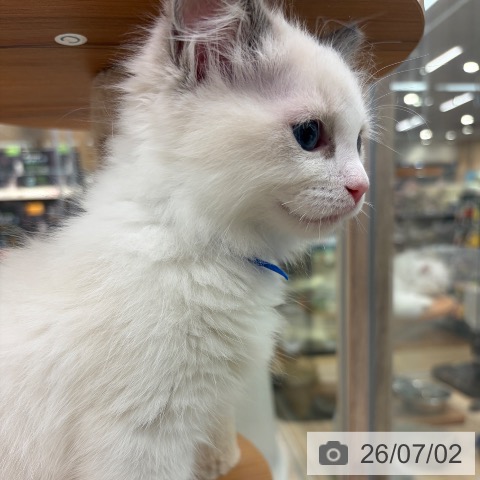 大阪府のラグドール (ペットプラス イオン大日店/2026年4月22日生まれ/男の子/ブルーポイントバイカラー)の子猫の4枚目の画像