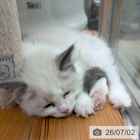 大阪府のラグドール (ペットプラス イオン大日店/2026年4月22日生まれ/男の子/ブルーポイントバイカラー)の子猫の3枚目の画像