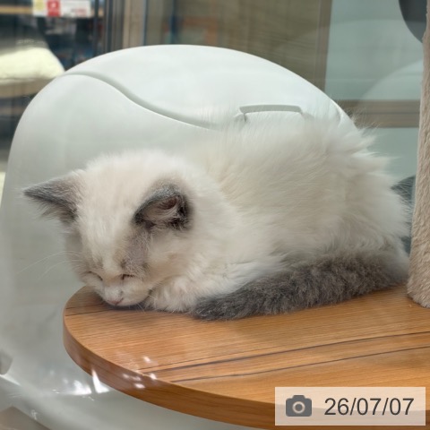 大阪府のラグドール (ペットプラス イオン大日店/2026年4月22日生まれ/男の子/ブルーポイントバイカラー)の子猫の4枚目の画像