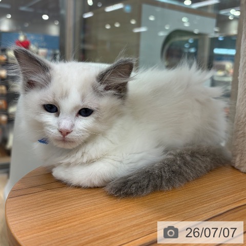 大阪府のラグドール (ペットプラス イオン大日店/2026年4月22日生まれ/男の子/ブルーポイントバイカラー)の子猫の3枚目の画像