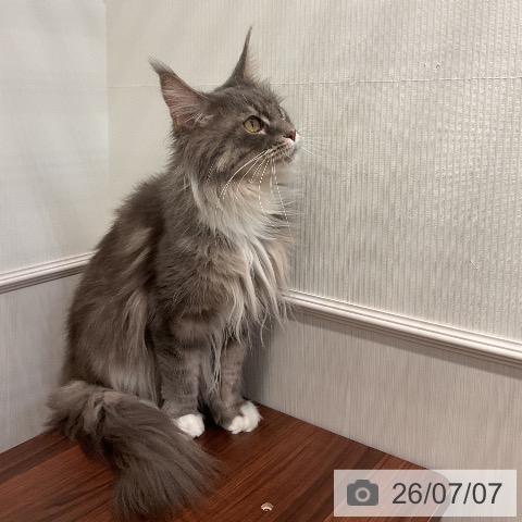 メインクーンの写真