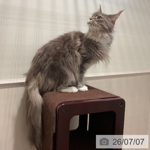 メインクーンの写真