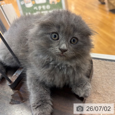 スコティッシュフォールドの写真