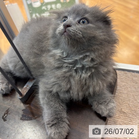 スコティッシュフォールドの写真